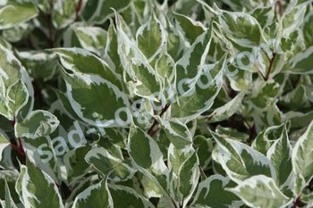 Дерен белый Айвори Хало Cornus alba Ivory Halo