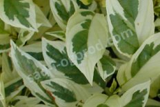 Дерен Уайт Голд Cornus stolonifera White Gold