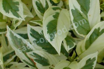 Дерен Уайт Голд Cornus stolonifera White Gold