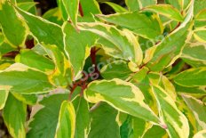 Дерен белый Гаухалти Cornus alba Gouchaultii