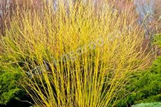 Дерен отпрысковый Флавирамеа Cornus stolonifera Flaviramea