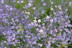 Василистник Thalictrum
