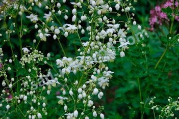 Василистник делавея Aльба Thalictrum delavayi Album