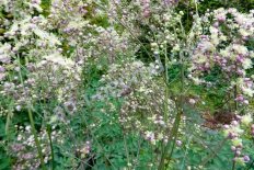 Василистник гибридный Элин Thalictrum hybride Elin