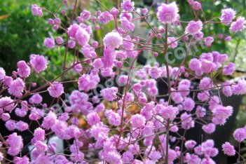 Василистник Делавея Хьюитт'с Дабл Thalictrum delavayi Hewitt’s Double