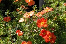 Лапчатка кустарниковая Ред Айс Potentilla fruticosa Red Ace