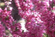 Вереск обыкновенный Аллегро Calluna vulgaris Allegro