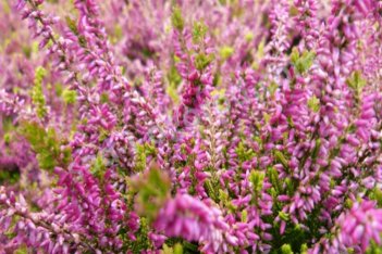 Вереск обыкновенный Анна София Calluna vulgaris Anna Sofia
