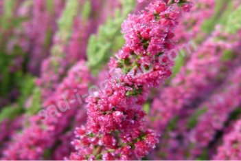 Вереск обыкновенный Диско Квин Calluna vulgaris Disco Queen