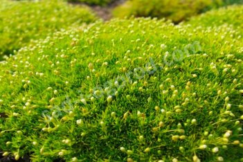 Мшанка шиловидная Ауреа (Лайм Мосс) Sagina subulata Aurea (Lime Moss)