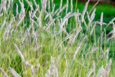 Сеслерия осенняя Sesleria autumnalis