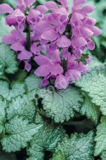 Яснотка Lamium