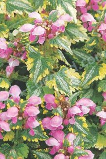 Яснотка крапчатая Энн Гринуэй Lamium maculatum Anne Greenaway