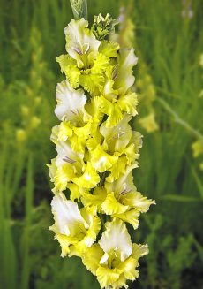 Гладиолус Ажурная Вязь Gladiolus Azhurnaya Vyaz