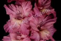 Гладиолус Византиец Gladiolus Vizantiec