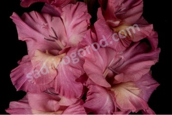 Гладиолус Византиец Gladiolus Vizantiec