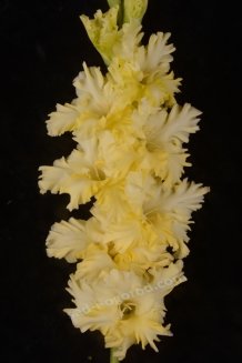 Гладиолус Завтрак у Тиффани Gladiolus Zavtrak u Tiffani