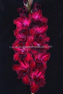 Гладиолус Игра Теней Gladiolus Igra Tenej