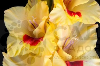 Гладиолус Контраст Gladiolus Kontrast