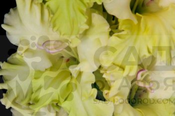 Гладиолус Мэй Блоссом Gladiolus May Blossom