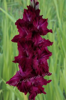 Гладиолус Памяти 2й Ударной Армии Gladiolus Pamyati 2j Udarnoj Armii