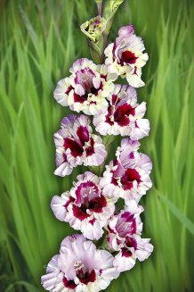 Гладиолус Смутни Аккант Gladiolus Smutni Akkant