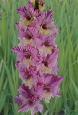 Гладиолус Солнце в Сирени Gladiolus Solnce v Sireni