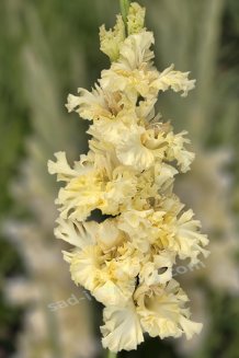 Гладиолус Стиляги Gladiolus Stilyagi