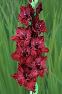 Гладиолус Туманность Андромеды Gladiolus Tumannost Andromedy