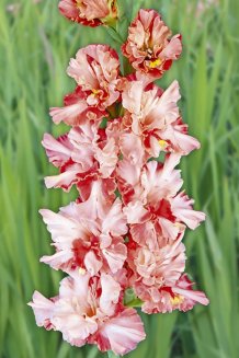 Гладиолус Улыбка до ушей Gladiolus Ulybka do ushej