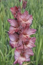 Гладиолус Фреш Аушра Gladiolus Fresh Aushra