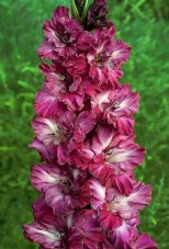 Гладиолус Чарующий Взгляд Gladiolus Charuywij Vzglyad