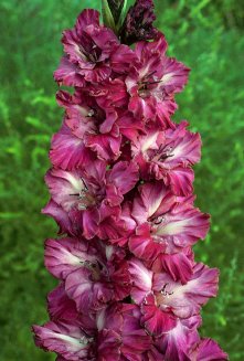 Гладиолус Чарующий Взгляд Gladiolus Charuywij Vzglyad