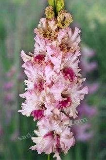 Гладиолус Фотография Души Gladiolus Fotografiya Dushi