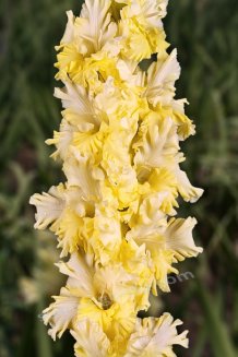Гладиолус Солнцеклёш Gladiolus Solnceklesh