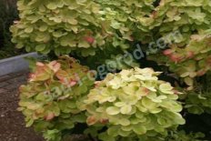 Гортензия метельчатая Граффити Hydrangea paniculata Graffiti