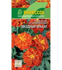 Бархатцы Звездный оракул