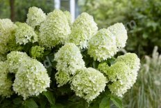 Гортензия метельчатая Литл Спуки Hydrangea paniculata Little Spooky