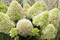 Гортензия метельчатая Литтл Фреско / Литл Фрайз Hydrangea paniculata Little Fresco / Little Fraise