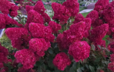 Гортензия метельчатая Самарская Лидия Hydrangea paniculata Framboisine