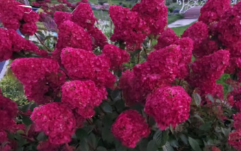Гортензия метельчатая Самарская Лидия Hydrangea paniculata Framboisine