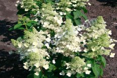 Гортензия метельчатая Мэджикал Гималаи Hydrangea paniculata Magical Himalaya