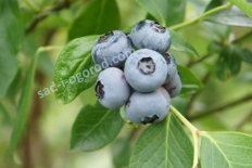 Голубика Дюк Vaccinium Duke