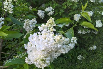 Сирень обыкновенная Жанна Д`Арк Syringa vulgaris Jeanne D'Arc