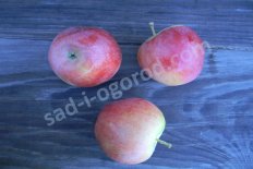 Яблоня Sweet 16 черенки