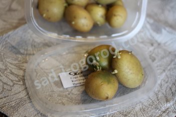 мини клубни Винета картофель семенной