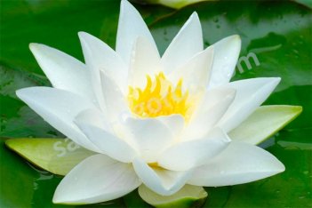 Нимфея Кувшинка Пигмея Альба Nymphaea Pygmaea Alba