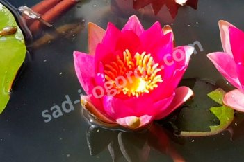 Нимфея Кувшинка Пигмея Рубра Nymphaea Pygmaea Rubra