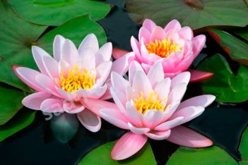 Нимфея / Кувшинка Марлиака Карнеа / Nymphaea Marliacea Carnea