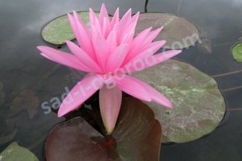 Нимфея Кувшинка Роуз Эйри Nymphaea Rosea Arey